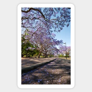 Under the Jacarandas Sticker